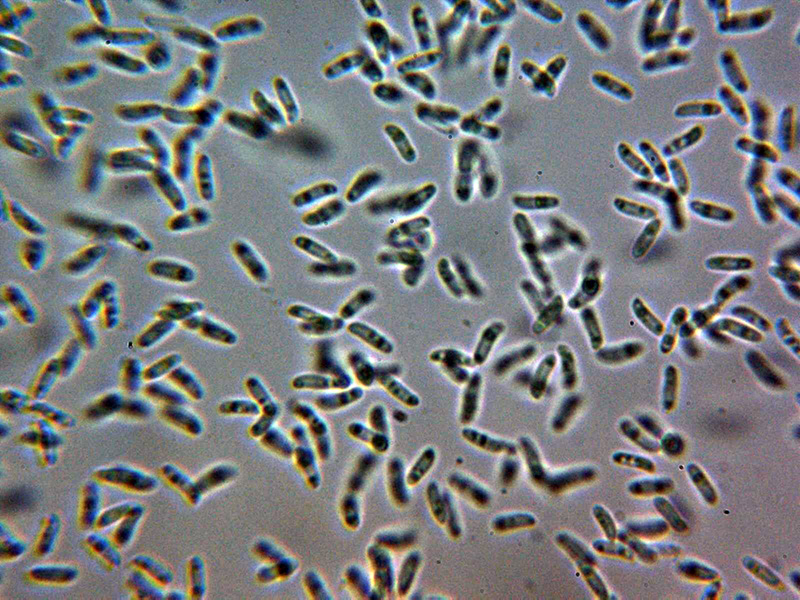 Oligoporus?.........................